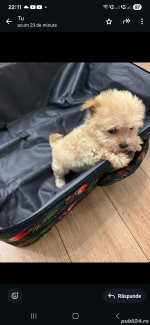 vand maltipoo - imagine 2