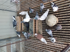 Vand mai multe rase de porumbei 