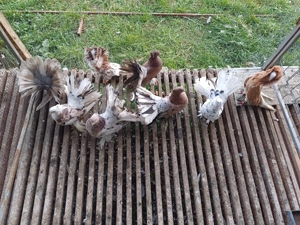 Vand porumbei indieni și o pereche de Maria Stuart  - imagine 2