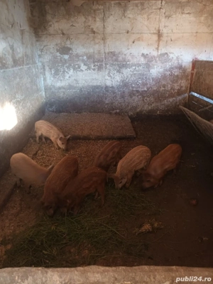 vand purcei mangalita cu mistret - imagine 2