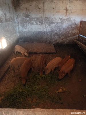 vand purcei mangalita cu mistret - imagine 3