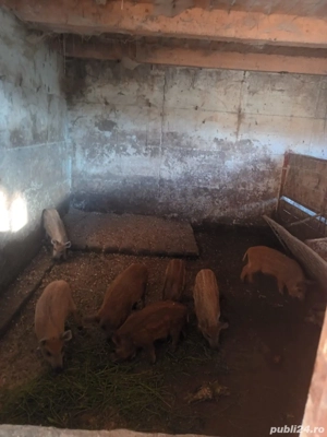 vand purcei mangalita cu mistret