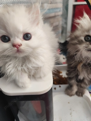 Persani  caută stăpâni iubitori - imagine 4