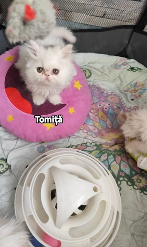 Persani  caută stăpâni iubitori - imagine 5