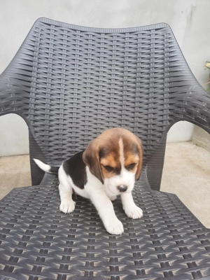 catei beagle tricolor 