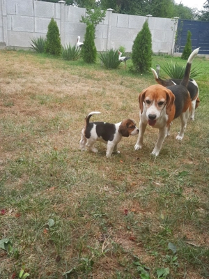 catei beagle tricolor  - imagine 4