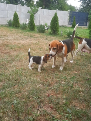 catei beagle tricolor  - imagine 3