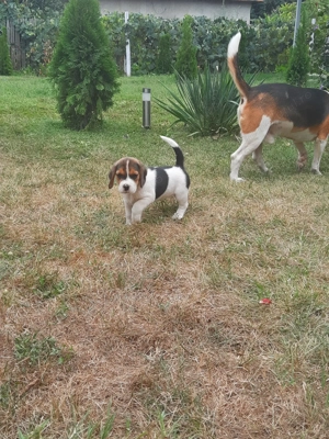 catei beagle tricolor  - imagine 2