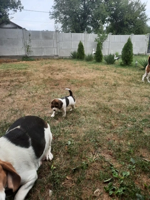 catei beagle tricolor  - imagine 5