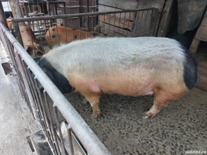 De vânzare ! - imagine 3