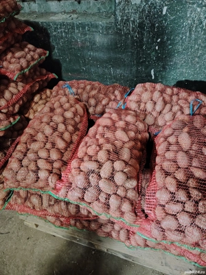 Cartofi Albi si Rosii