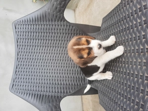 Catei beagle tricolor - imagine 2