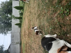 Catei beagle tricolor