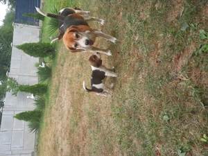 Catei beagle tricolor - imagine 4
