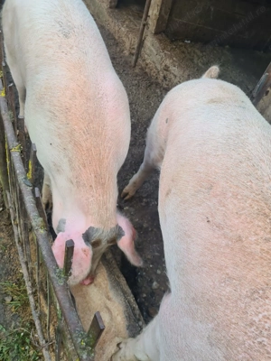 Ofer de vinzare porc aprox 170 kg.