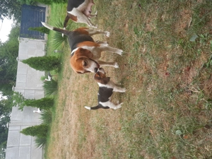 Catei beagle tricolor - imagine 3