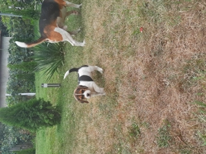 Catei beagle tricolor - imagine 5