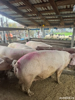 Porci 250-400 kg!  - imagine 2