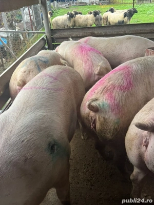 Porci 250-400 kg!  - imagine 3