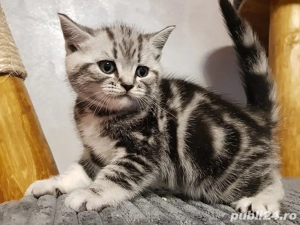 British Shorthair Silver Tabby 