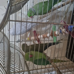 vînd papagal micul Alexandru  - imagine 2