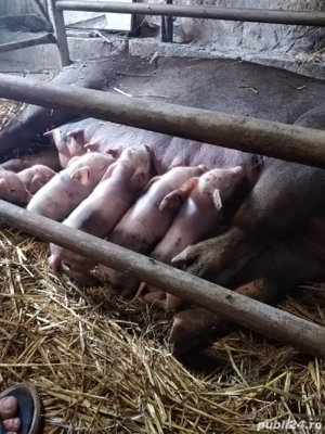 purcei de vânzare 