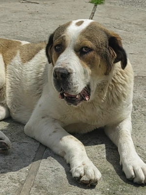 Femela Ciobanesc Asia Centrala