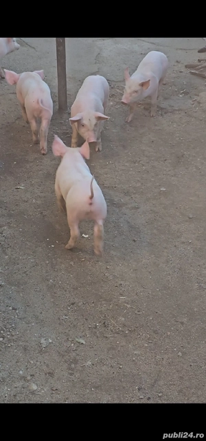 purcei de vânzare  - imagine 2