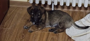 Pui catel, mascul, 2 luni - imagine 2