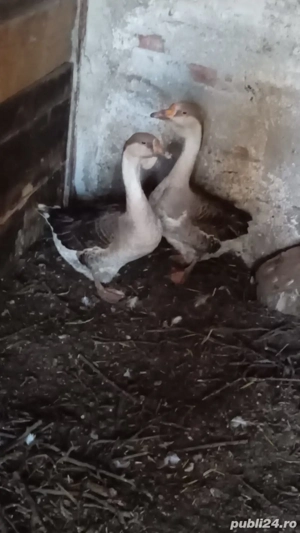 schimb pe animale  - imagine 4