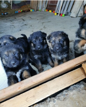 Cățelușe ciobănesc german - imagine 2