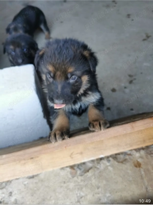 Cățelușe ciobănesc german