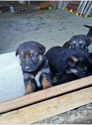 Cățelușe ciobănesc german - imagine 3