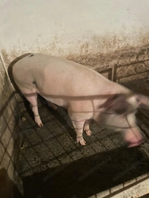 Vând urgent porc sărbători.