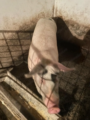 Vând urgent porc sărbători. - imagine 2