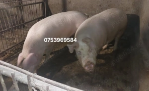 Porci de vanzare - Magureni 