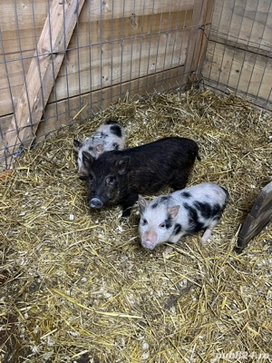 purcei vietnamezi - imagine 2