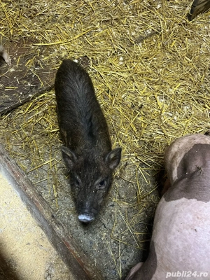 purcei vietnamezi - imagine 3