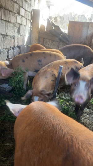 Vand porci diferite marimi