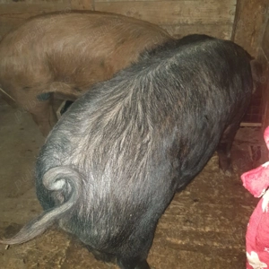 porc crescut bio are in jur de 180 190 kg este porc de carne  - imagine 3