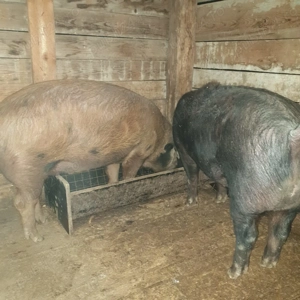 porc crescut bio are in jur de 180 190 kg este porc de carne  - imagine 2