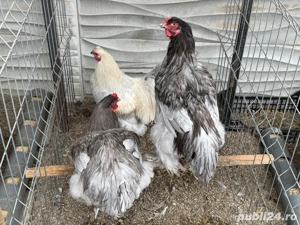 brahma si wyandotte - imagine 3
