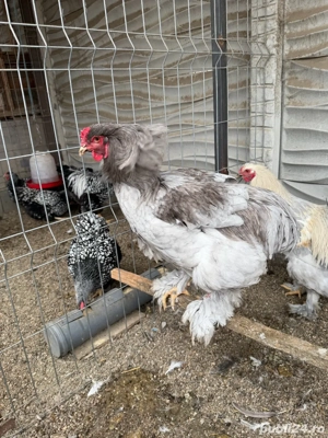 brahma si wyandotte - imagine 5