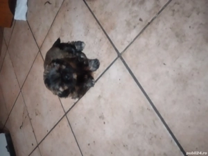 de vinzare - imagine 3