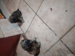 de vinzare - imagine 2