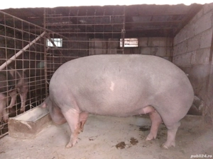 Scroafa pietran - imagine 3