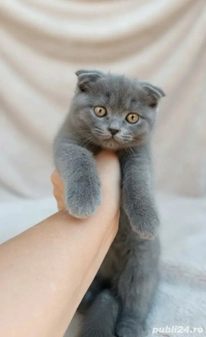 british shortair lila! - imagine 2