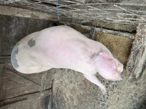 Vând porc de carne Marele alb Bio