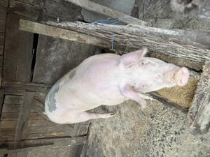 Vând porc de carne Marele alb Bio - imagine 4