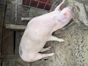 Vând porc de carne Marele alb Bio - imagine 5